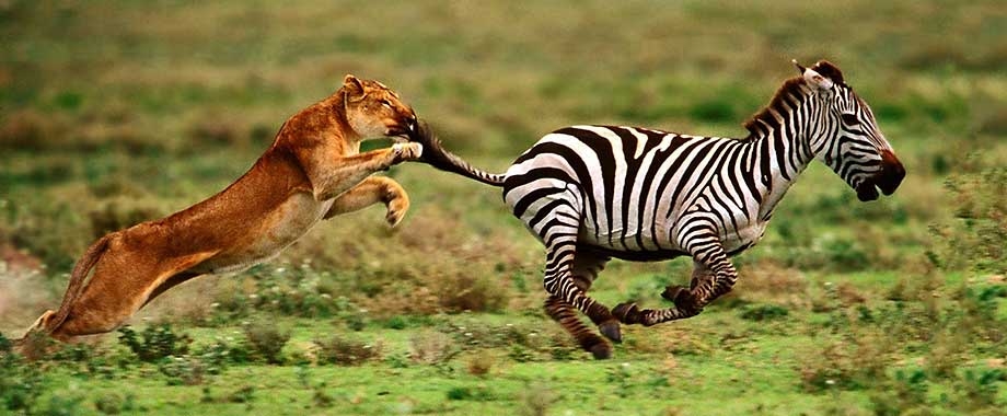 1356525005_Lion-hunting-zebra