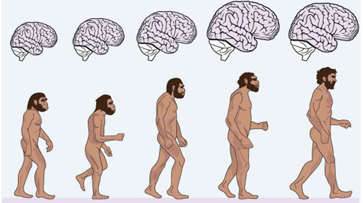 Размер мозга увеличивается. Эволюция человека хомосапиенс. Хомо хабилис Эректус сапиенс Эректус. Хомо Эректус хомо сапиенс хабилис. Размер мозга хомо сапиенс сапиенс.